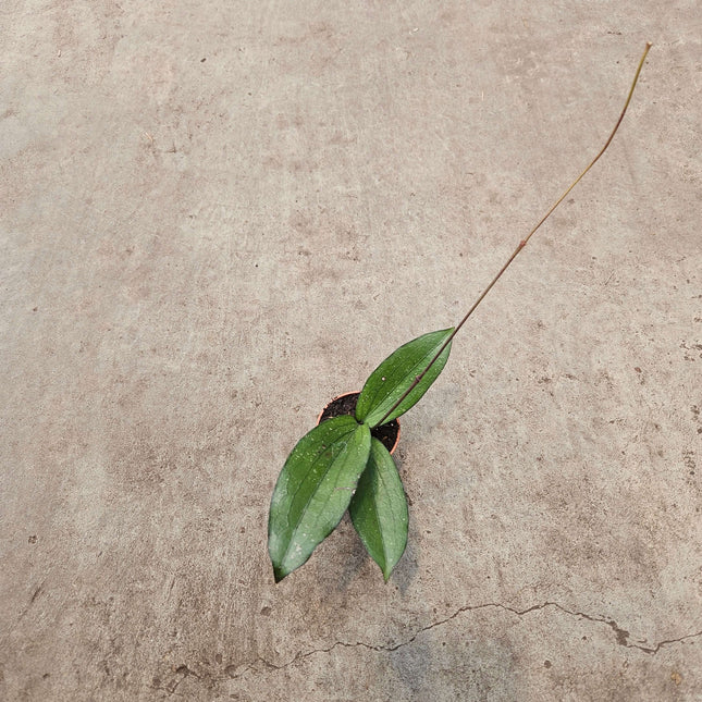 Hoya Erythrina - Ø6cm - ↕15cm