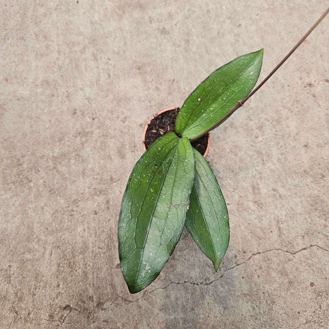 Hoya Erythrina - Ø6cm - ↕15cm