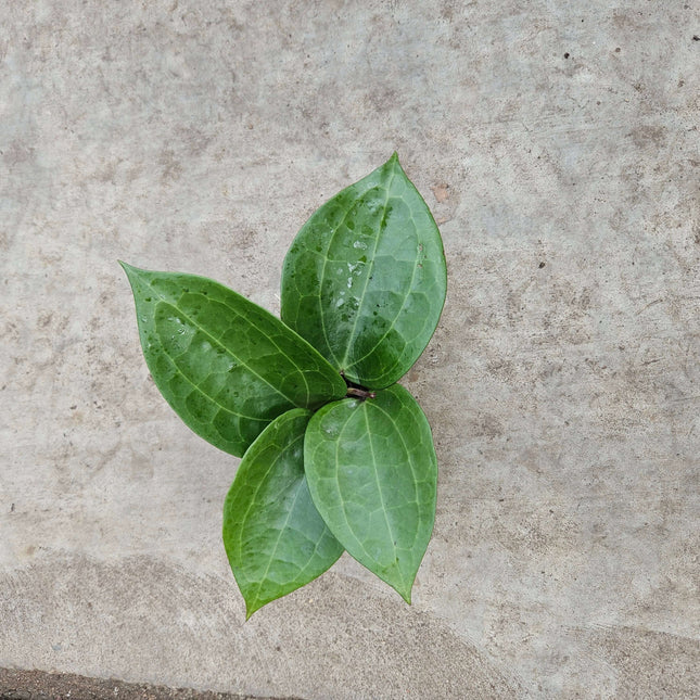 Hoya Latifolia green - Ø6cm - ↕15cm