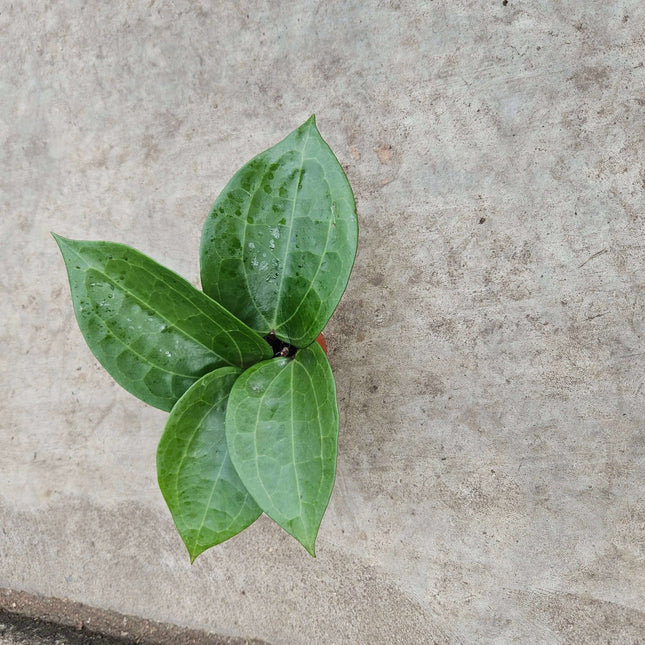 Hoya Latifolia green - Ø6cm - ↕15cm
