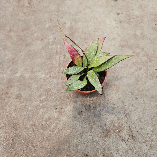 Hoya Parviflora- Ø6cm - ↕15cm