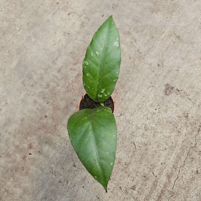 Hoya Sp aceh long leaf- Ø6cm - ↕15cm