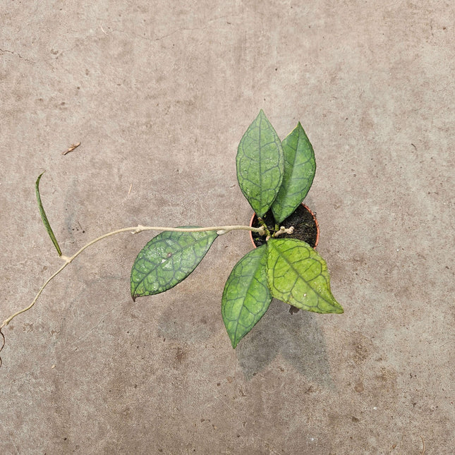 Hoya finlaysonii sarawak- Ø6cm - ↕15cm