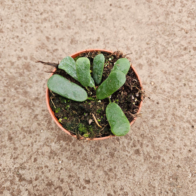 Hoya rotundiflora- Ø10,5cm - ↕15cm