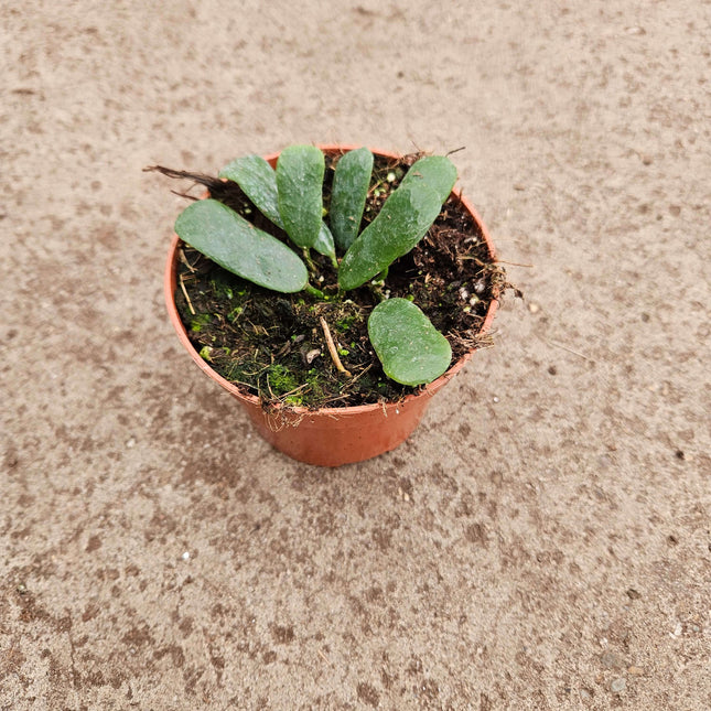 Hoya rotundiflora- Ø10,5cm - ↕15cm