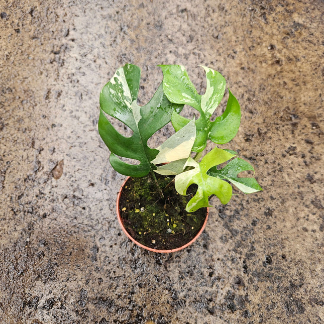 Rhaphidophora tetreasperma variegata- Ø10,5cm - ↕25cm