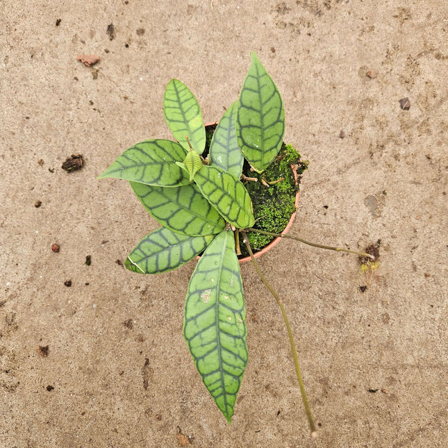 Hoya Callistophylla - Ø10,5cm - ↕20cm