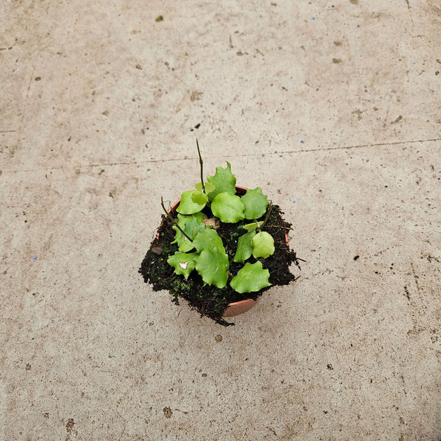 Hoya endauensis- Ø10,5cm - ↕15cm