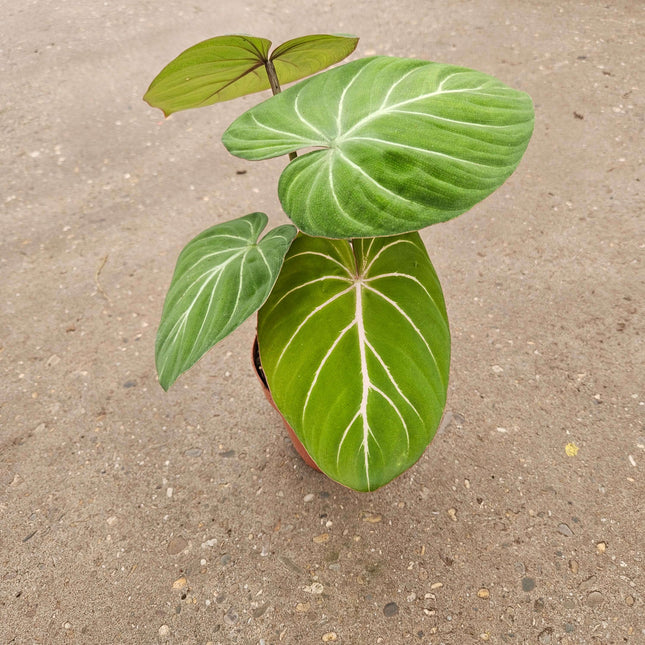 Philodendron Gloriosum - Ø17cm - ↕40cm