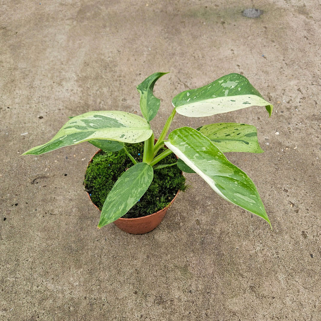 Philodendron Jose Buono - Ø17cm - ↕30cm