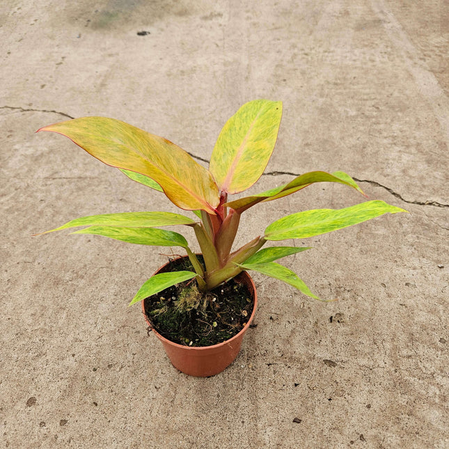 Philodendron Orange Marmalade - Ø10,5cm - ↕30cm