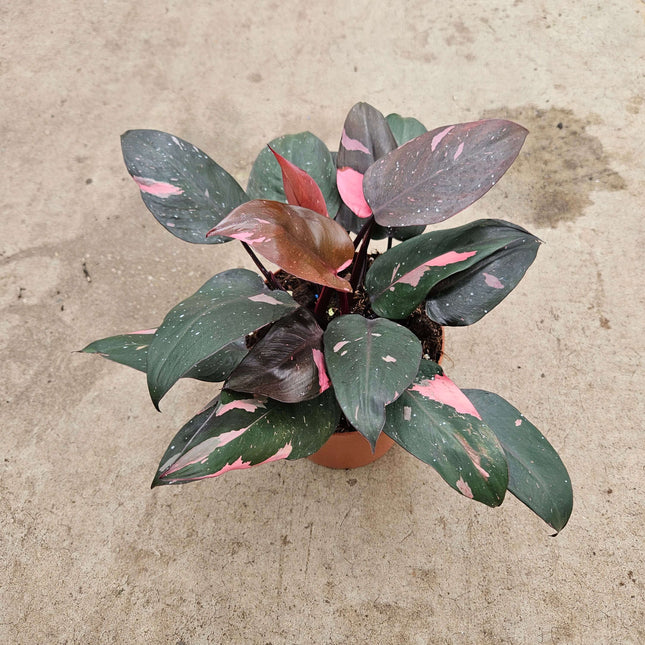 Philodendron Pink Princess - Ø17cm - ↕40cm