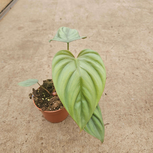 Philodendron Sp Colombia - Ø10,5cm - ↕25cm
