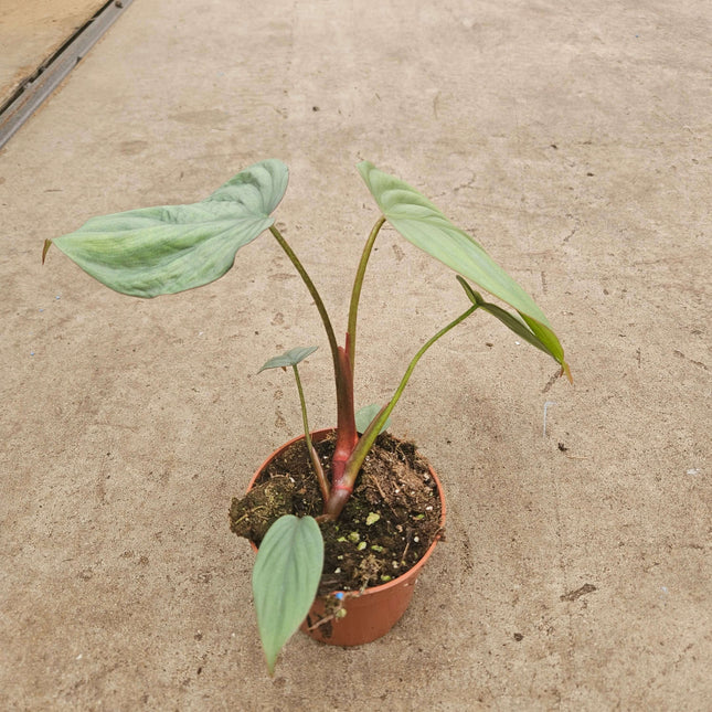 Philodendron Sp Colombia - Ø10,5cm - ↕25cm