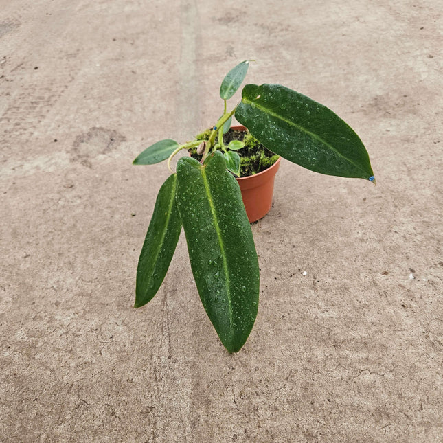 Philodendron spiritus sancti- Ø10,5cm - ↕25cm